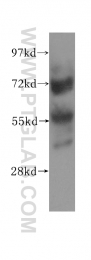 11374-1-AP - ZNF266