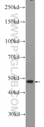25593-1-AP - ZNF323