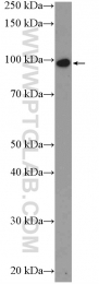 24340-1-AP - ZNF366