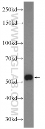 25785-1-AP - ZNF394