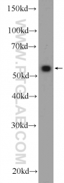 25785-1-AP - ZNF394