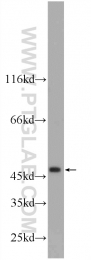 20500-1-AP - ZNF557