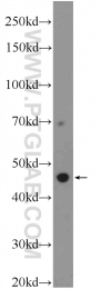 20500-1-AP - ZNF557