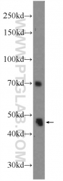 20500-1-AP - ZNF557