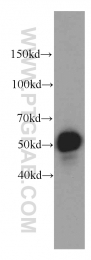 20804-1-AP - ZNF622