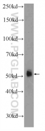 25588-1-AP - ZNF785