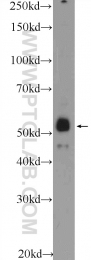 25588-1-AP - ZNF785