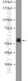 25588-1-AP - ZNF785
