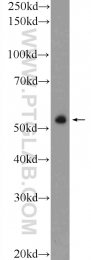 25588-1-AP - ZNF785