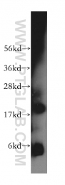 16595-1-AP - ZNHIT1