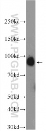 24561-1-AP - ZW10
