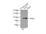 10736-1-AP - TER ATPase / VCP