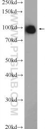 10736-1-AP - TER ATPase / VCP