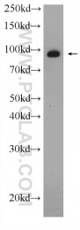 10736-1-AP - TER ATPase / VCP