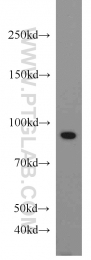 10736-1-AP - TER ATPase / VCP