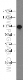 10736-1-AP - TER ATPase / VCP