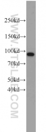 10736-1-AP - TER ATPase / VCP