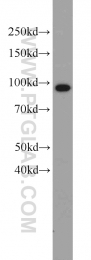 10736-1-AP - TER ATPase / VCP