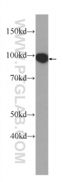 60316-1-Ig - TER ATPase / VCP