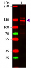 R1038 - Collagen type I