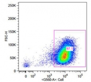 R1038B - Collagen type I