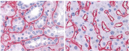 R1041B - Collagen type IV