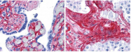 R1043B - Collagen type VI