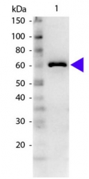 R1048PS - Albumin