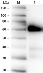 R1053PS - Alkaline phosphatase / ALPI / IAP