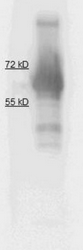 R1053PS - Alkaline phosphatase / ALPI / IAP