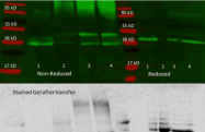 R1054 - Aldolase A / ALDOA