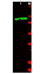 R1064PS - Beta-galactosidase tag