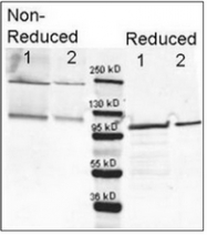 R1064PS - Beta-galactosidase tag