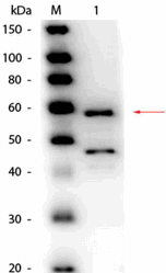 R1066HRPS - Bilirubin oxidase