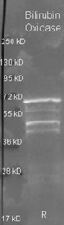 R1066PS - Bilirubin oxidase