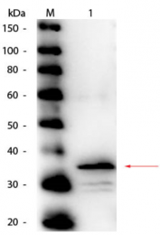 R1071HRP-S - Carboxypeptidase B