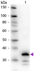 R1071PS - Carboxypeptidase B