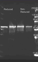 R1074PS - Choline oxidase