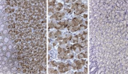 R1106PS - Pepsin