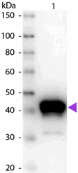 R1106PS - Pepsin