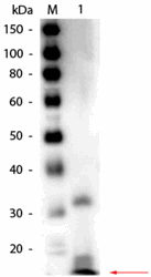 R1109BS - RNASE1