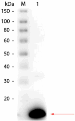 R1109HRPS - RNASE1