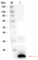 R1109PS - RNASE1