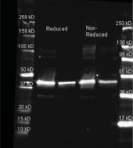 R1110PS - Sarcosine oxidase