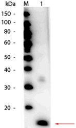 R1111HRPS - Superoxide Dismutase 1 / SOD1