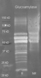 R1149 - Glucoamylase 1