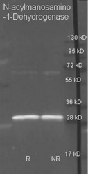 R1155PS - N-acetyl-D-mannosamine dehydrogenase