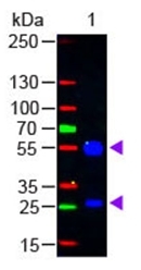 R1317F - Goat IgG