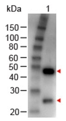R1317HRP - Goat IgG