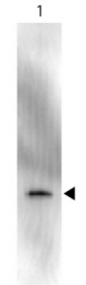 R1461HRP - GFP